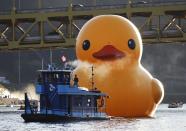 A 40-foot-high (12-metre-high) and 30-foot-wide (nine-metre-wide) inflatable rubber duck, created by Dutch artist Florentijn Hofman, is towed up the Allegheny River in Pittsburgh, Pennsylvania September 27, 2013. The event marks the North American debut of Hofman's Rubber Duck Project, which has taken place in other cities in Asia, Europe, Australia and South America. REUTERS/Jason Cohn (UNITED STATES - Tags: SOCIETY TPX IMAGES OF THE DAY)