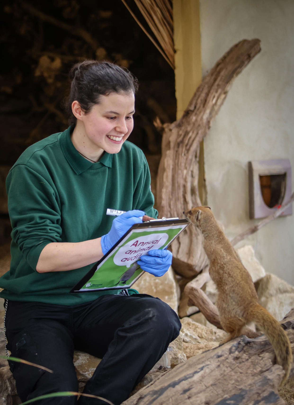 Bea Cameron takes note of a mongoose for Marwell Zoo’s annual animal audit (Marwell Zoo/PA Wire)