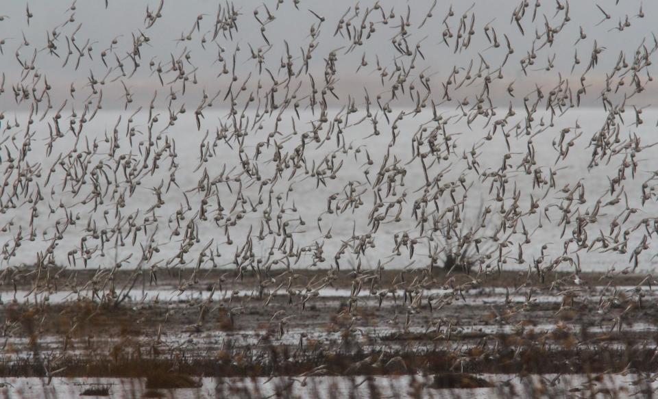 At The Edwin B. Forsythe National Wildlife Refuge, nearly 50,000 acres are set aside for local and migratory birds.