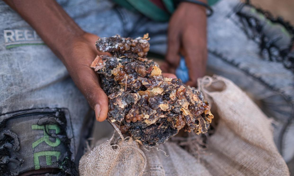 <span>Farmer Goyteom Tekele with his sacks of frankincense resin and bark.</span><span>Photograph: Fred Harter</span>