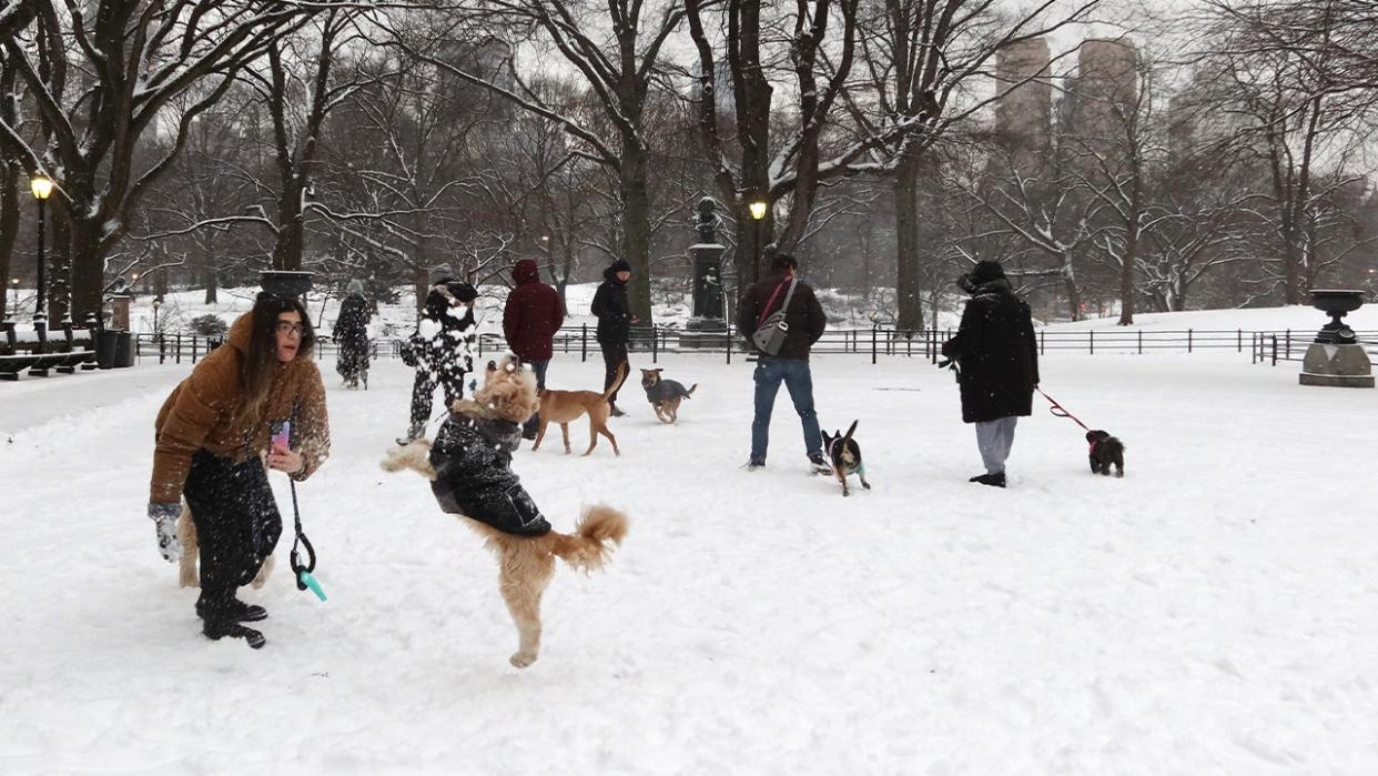 <div>People play with their dogs as snow falls in Central Park on January 16, 2024 in New York City. The City received a rare accumulation of snow overnight.<strong> (Photo by Gary Hershorn/Getty Images)</strong></div>