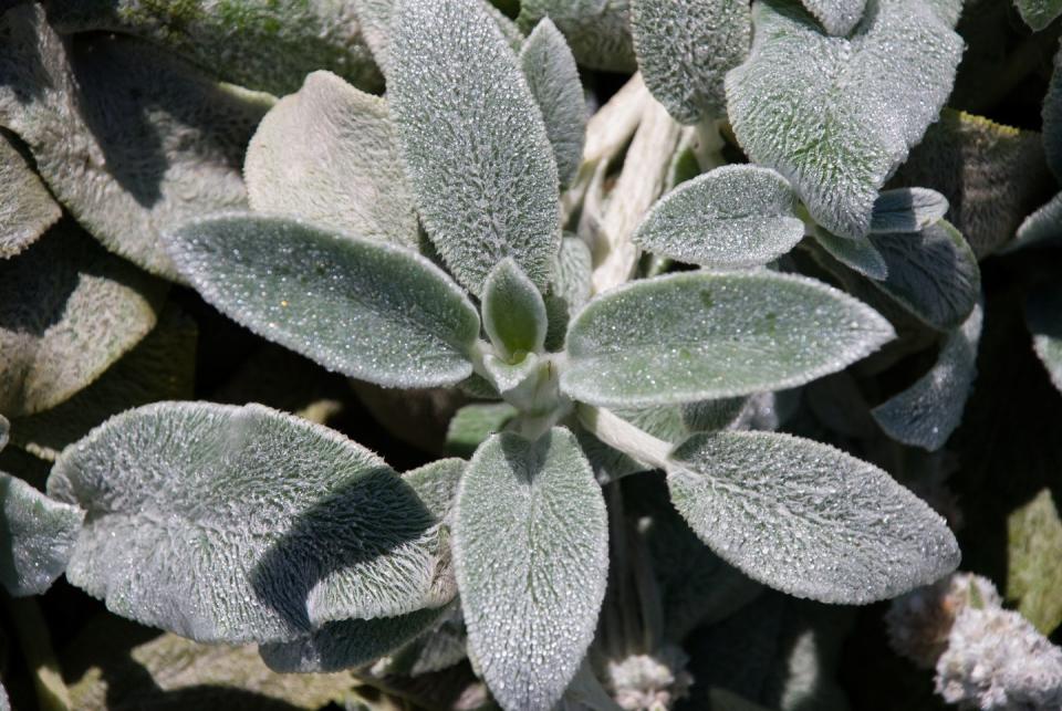 stachys byzantina plant