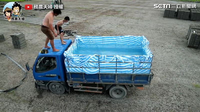 「移動式游泳池」完成後，小劍劍和兒子準備跳入泳池。（圖／務農夫婦 授權）