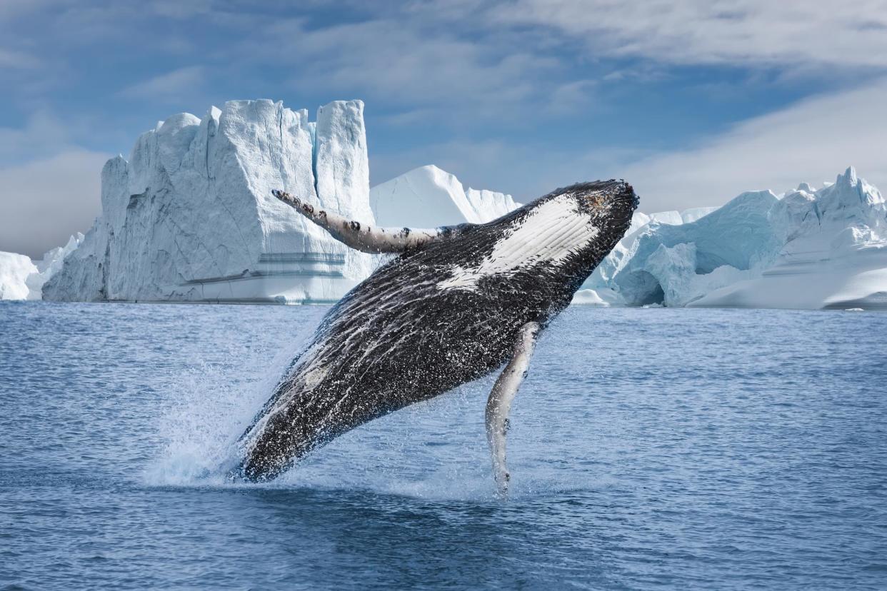 <span>A humpback whale breaching among icebergs at Ilulissat Icefjord, a Unesco world heritage site, in Greenland.</span><span>Photograph: Juan Maria Coy Vergara/Getty Images</span>