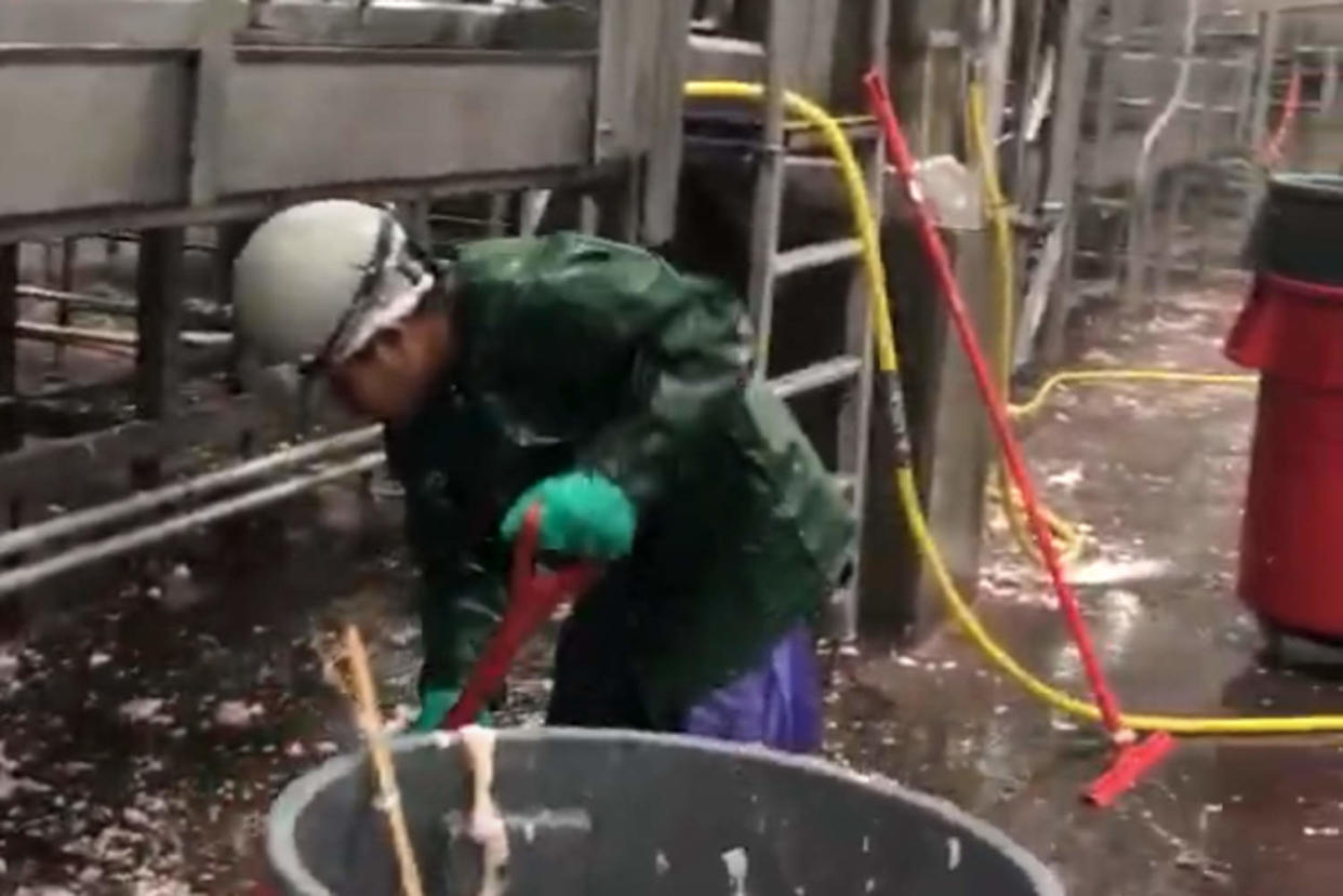 Image of an adult Fayette Janitorial worker scooping up animal parts at a processing plant taken by the U.S. Department of Labor during the course of its investigation of Fayette Janitorial Service.   (U.S. Department of Labor)