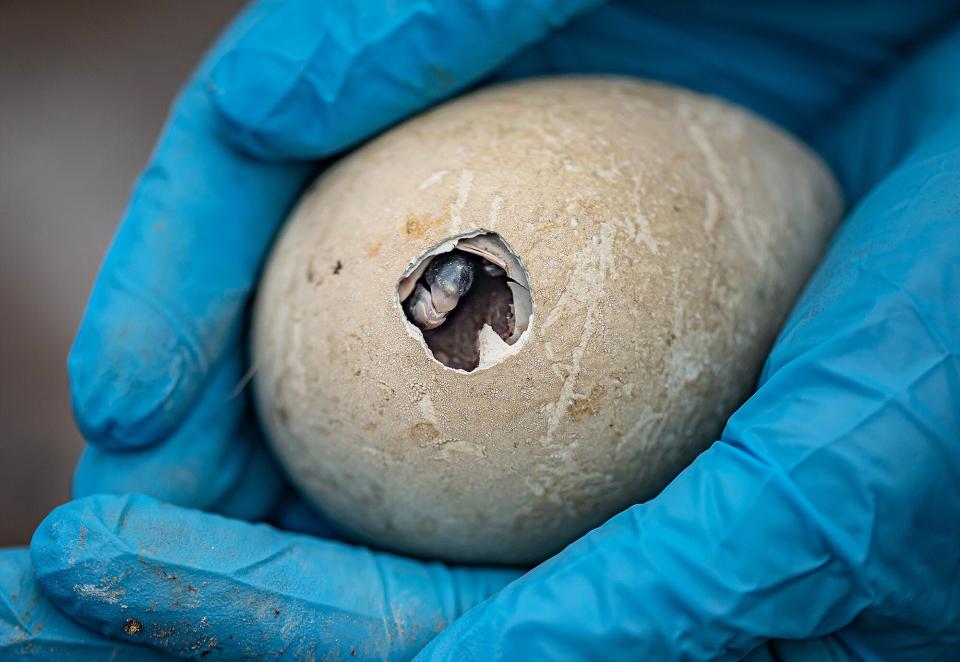 penguin chicks