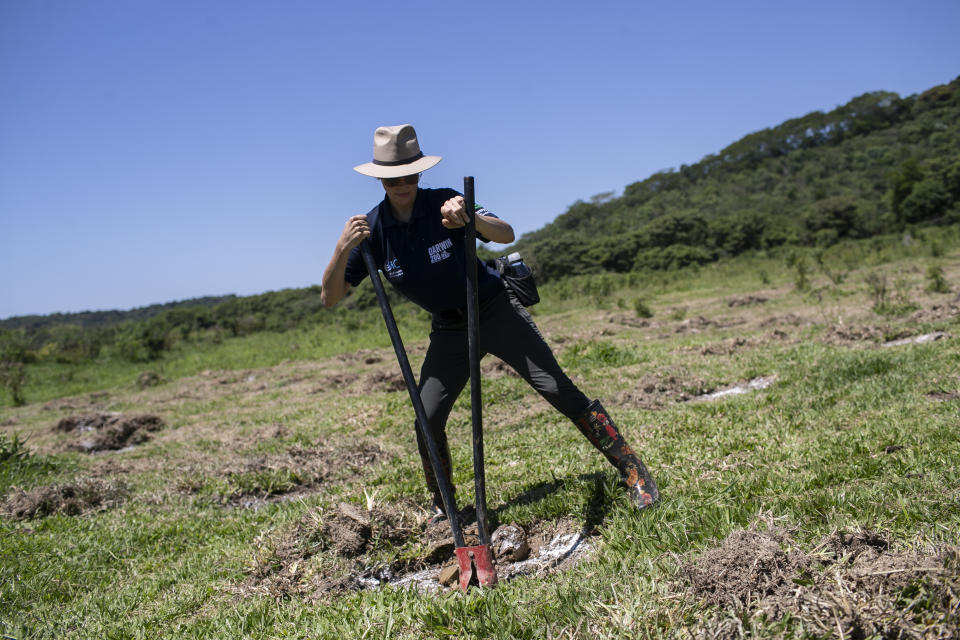 Venezuelan Karen Brewer-Carías participates in the planting of tree seedlings that will form an ecological corridor to allow a safe passageway for the region's most emblematic and endangered species: the golden lion tamarin. in the rural interior of Rio de Janeiro, Silva Jardim, Brazil, Thursday, Nov. 9, 2023. (AP Photo/Bruna Prado)