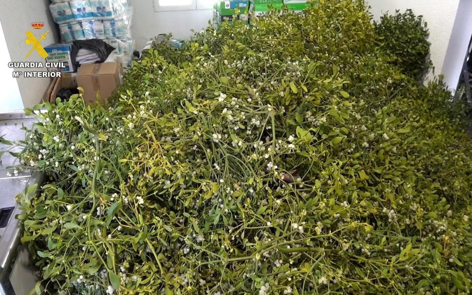 661lbs of mistletoe seized by police