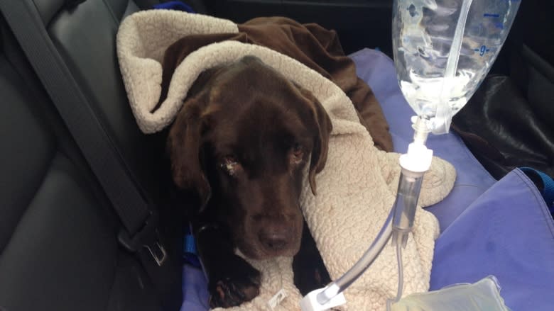 Dog stuck at bottom of well for 27 days has 'a real zest for life'