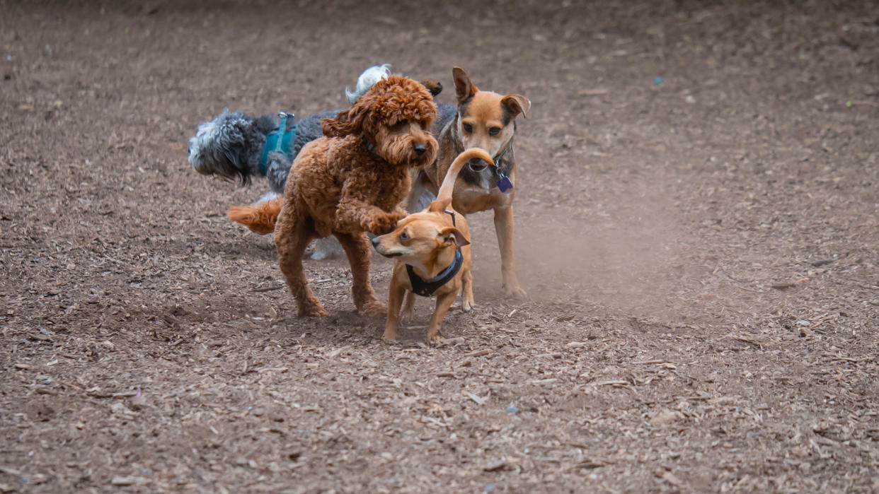  Two dogs sniffing each other outside 