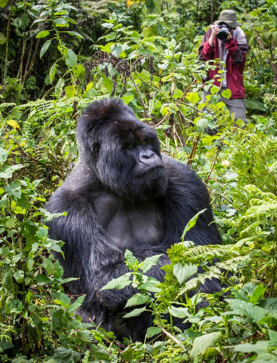 Gorilla walking in Rwanda