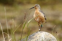 A red knot standing on a rock with a tiny colored flag on its leg.