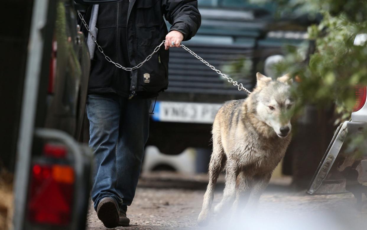 The wolf after being captured - PA