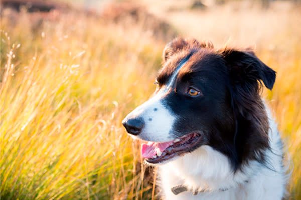 <p>Es una raza con energía “ilimitada” y gran resistencia al trabajo, ya que originalmente se utilizaba para guiar rebaños. Es muy bueno en el entrenamiento y se destaca por su obediencia, informa el sitio web Dog Time. – Foto: R A Kearton/Getty Images for Moment </p>