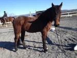 Jackson, in his late teens, has come a long way since his rescue from a horrible situation several years ago.    Being a Paso Fino he needs somebody who knows the breed well.  He is very smart and likes to be engaged mentally in his workout which demands an experienced rider.    Excellent ground manners, 100% sound, healthy and in good condition. He'd make an excellent companion also.  You may be eligible for adoption if you live within a 50 mile radius of MHF's facility in Marshall, Va.