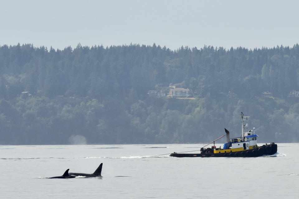 In this Aug. 3, 2021, photo provided by Brittany Philbin taken from Discovery Park West Point Lighthouse in Seattle shows an orca. (Brittany Philbin/Salish Wildlife Watch and PNW OPS Photography via AP)