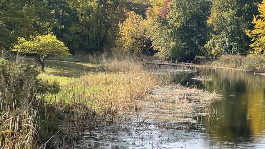 Light brown stalks of manoomin stand several feet in the air along the shoreline of Nottawa Creek.