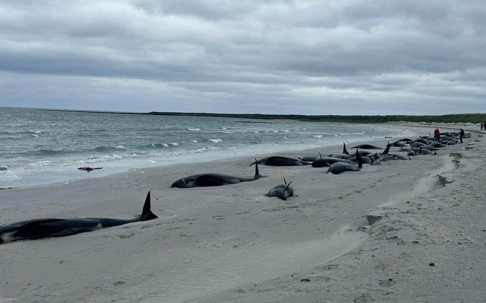 The reason why the whales came to be stranded remains unclear
