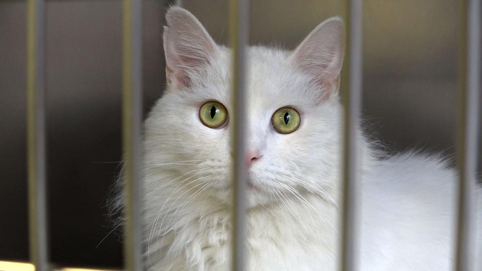 Dwayne, a three year old cat, waits for adoption at the Northern Ocean County Animal Facility in Jackson Township Thursday, January 5, 2023.  The cat was rescued from the Brick hoarding home. 