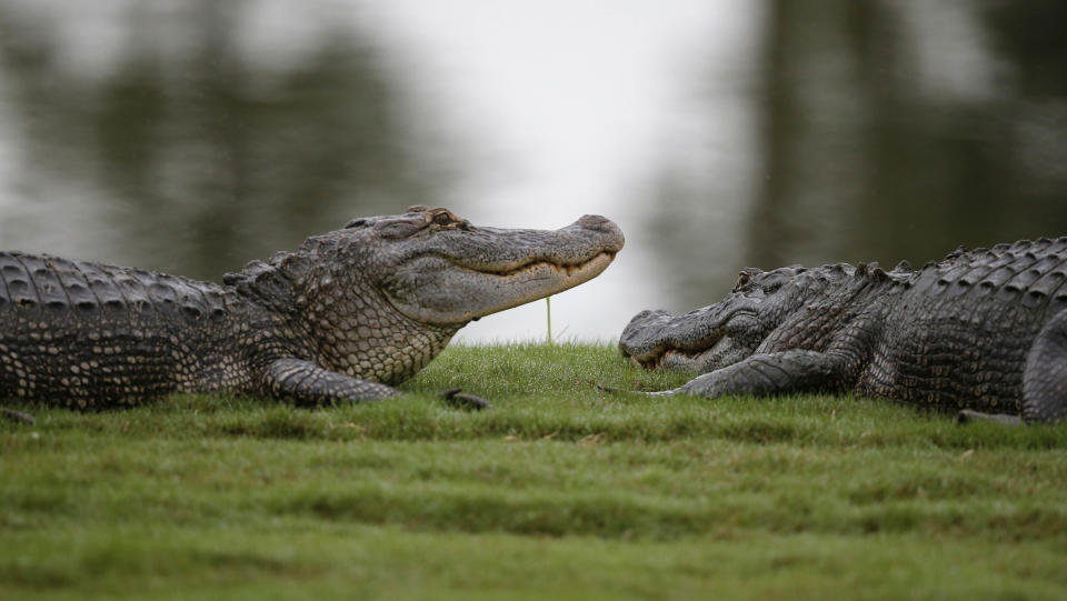 FILE - In this Monday, May 2, 2016 file photo, Two alligators lounge on the end of the 16th green during the final round of the PGA Zurich Classic golf tournament at TPC Louisiana in Avondale, La. A federal judge in California has temporarily blocked a California law banning the import and sale of alligator and crocodile products and has scheduled an April hearing on Louisiana's lawsuit against the law. Louisiana Gov. John Bel Edwards said Friday, Dec. 27, 2019 that it's a first step toward protecting the state alligator industry. (AP Photo/Gerald Herbert, File)
