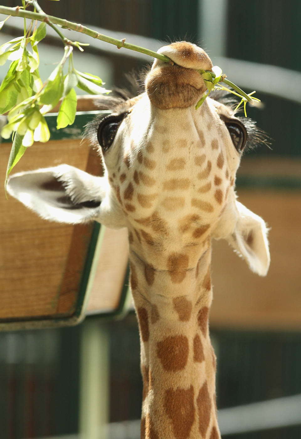 BERLIN, GERMANY - JUNE 29: Jule, a baby Rothschild giraffe, munches on a branch in her enclosure at Tierpark zoo on June 29, 2012 in Berlin, Germany. Jule was born at the zoo on June 10. (Photo by Sean Gallup/Getty Images)