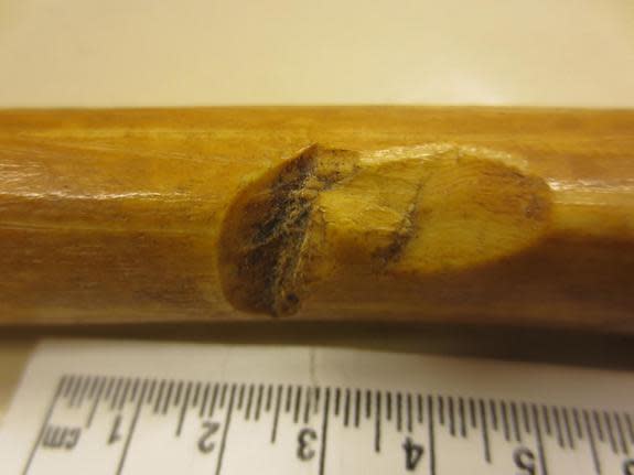 A shin bone thought to belong to the Swedish medieval king Saint Erik shows cuts, possibly from battle wounds.