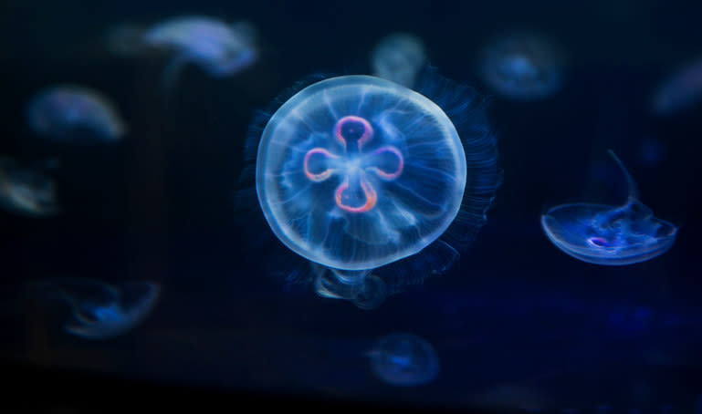 a turritopsis dohrnii jellyfish