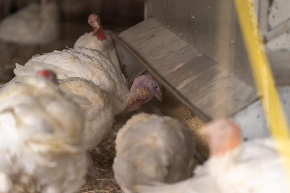 Turkeys at Lee Turkey Farm in East Windsor.