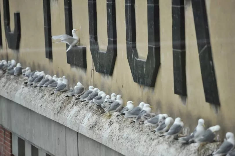 Nesting kittiwakes at the Baltic Centre for Contemporary Art.