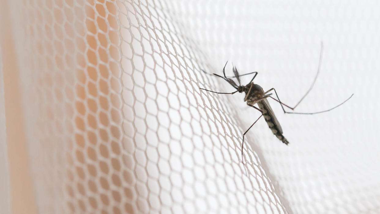  A mosquito sitting on white mesh netting 