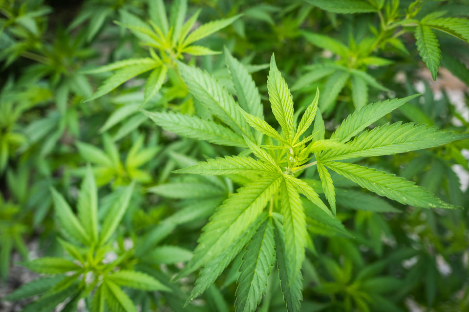 Cannabis-based medical products have been legalised in the UK. [Photo: Getty]