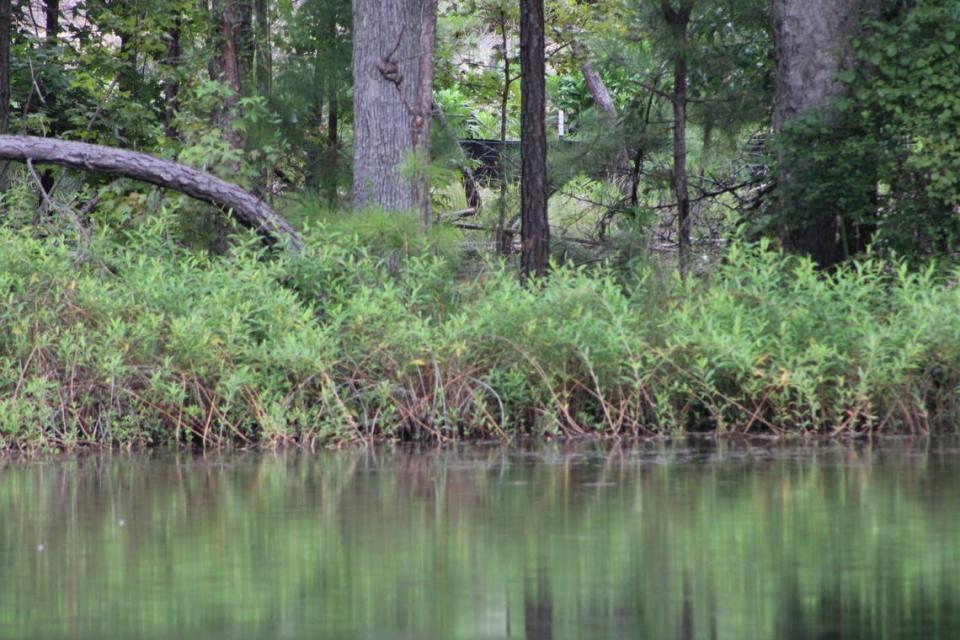 Ponds and wetlands are found throughout an electric vehicle plant site in Blythewood, SC.