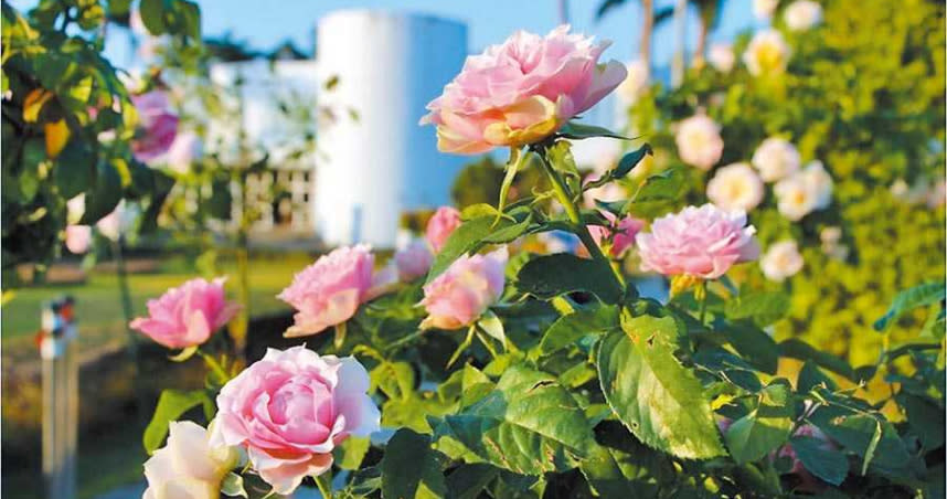 超過700種來自世界各地品種的臺北玫瑰園歡迎您的探訪。（圖／臺北市政府工務局提供）