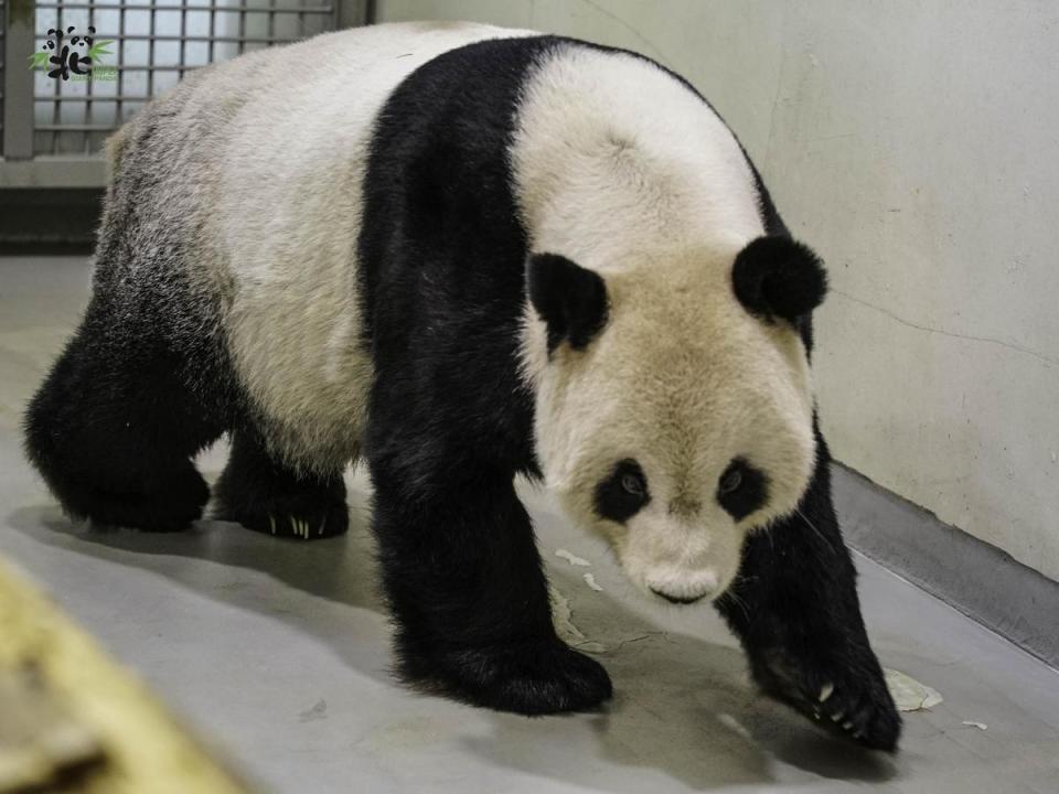 針對團團的病況，中國派2名專家來台交流。（翻攝自台北市立動物園）