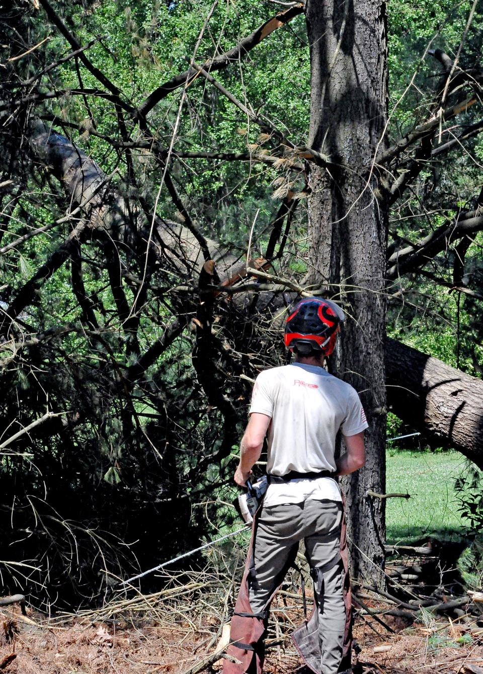 Andrew Boswell, an employee of Rogue Tree Solutions, watches as a large pine tree drops to the ground. The president and co-owner of Rogue Tree Solutions, Corey Parsons, said his teams have responded to roughly 200 to 300 storm-related calls in the area over the past two weeks.