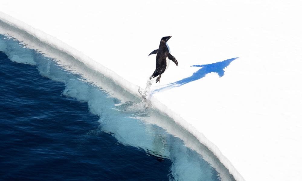 Penguin jumping on to the ice in Antarctica. The Ross Sea reserve is the world’s biggest protected area.