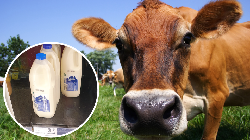 A dairy cow in a field looking into the camera, with an inset of milk bottles on a supermarket shelf.