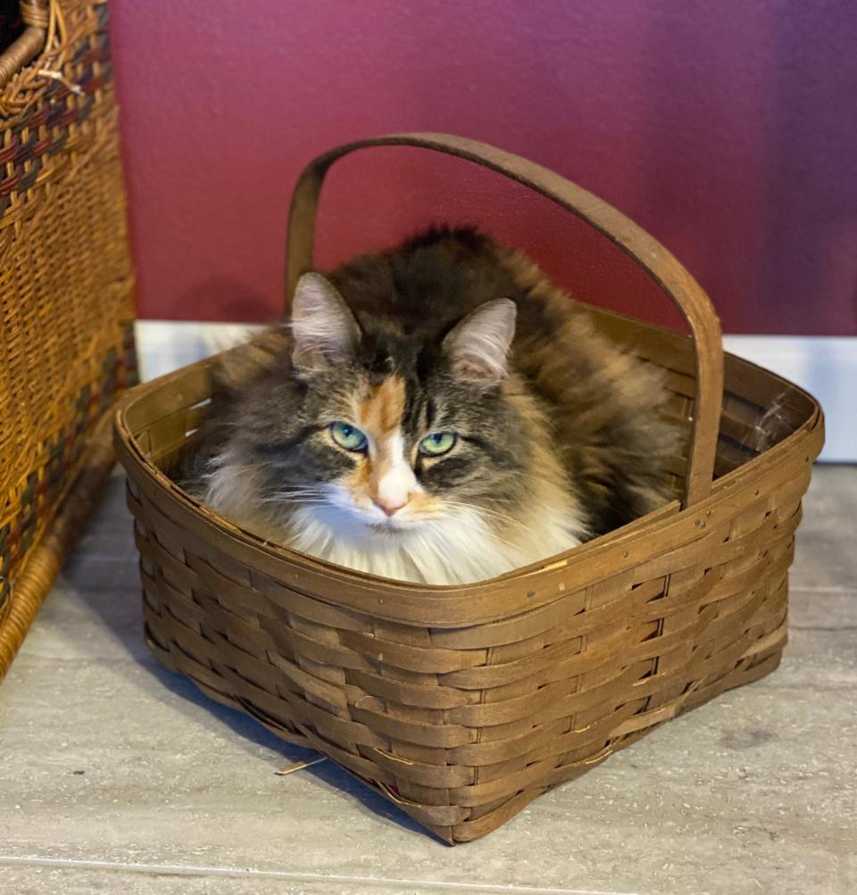 Willow in a basket