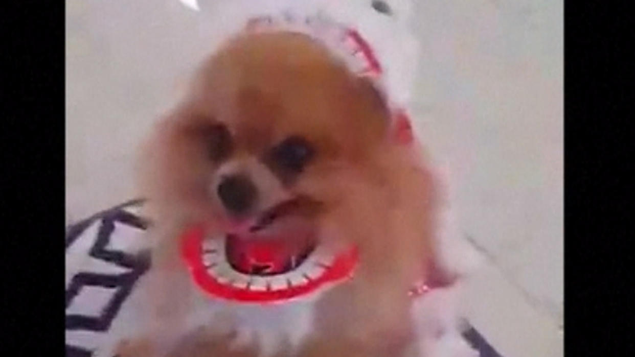 Watch Cute Pomeranian Perform Chinese Lion Dance