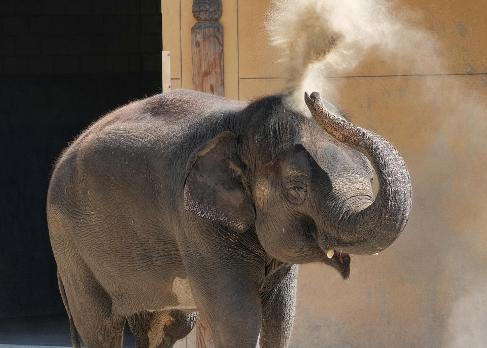 FILE - In this July 6, 2017, file photo, Asian elephant Thursday, July 6, 2017, file photo, Shaunzi, the Zoo's newest elephant, kicks up dust while making her first appearance at the Los Angeles Zoo. The 46-year-old Asian elephant came to Los Angeles from Fresno after its longtime companion died. California will be the first state to ban the sale and manufacture of new fur products and the third to bar most animals from circus performances under a pair of bills signed Saturday, Oct. 12, 2019 by Gov. Gavin Newsom. (AP Photo/Richard Vogel, File)