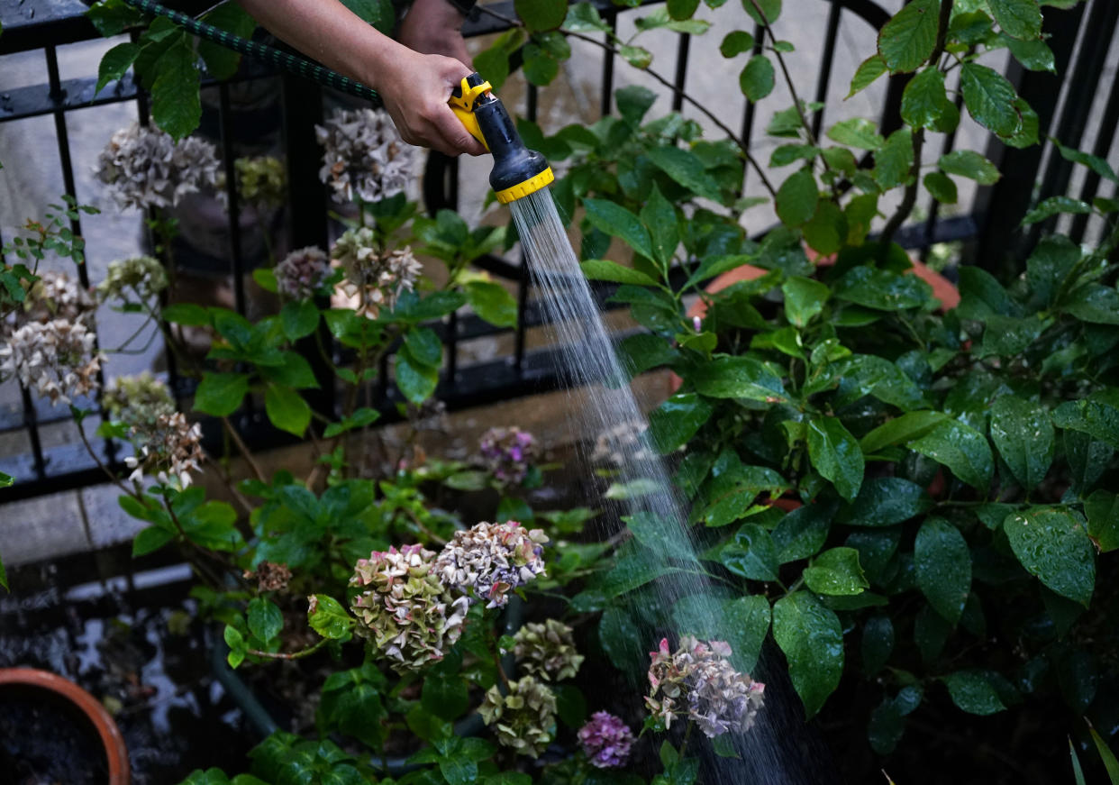 A woman waters her front garden in London, as parched parts of England are facing a hosepipe ban amid very dry conditions and ahead of another predicted heatwave. Months of little rainfall, combined with record-breaking temperatures in July, have left rivers at exceptionally low levels, depleted reservoirs and dried out soils. Picture date: Tuesday August 23, 2022. (Photo by Yui Mok/PA Images via Getty Images)