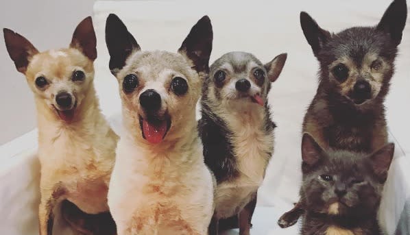 This foster family of chihuahuas took in a kitten as their own and our hearts are exploding