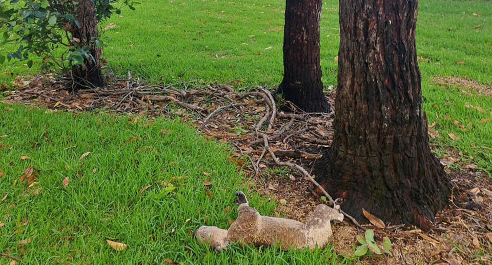 Cathie Bravo's body can be seen at the foot of a tree surrounded by grass and twigs.