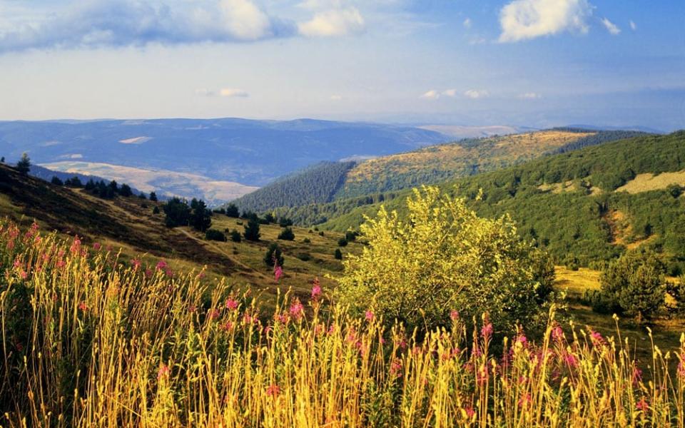 Cevennes - istock