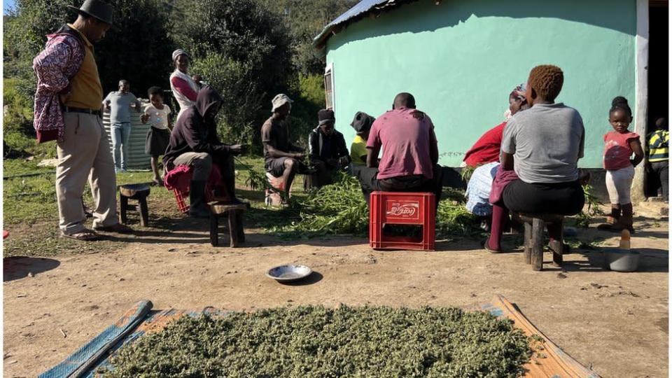 Les gens assis avec du cannabis