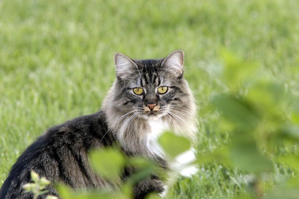 manx cat with green eyes and long gray hair with a ruff with white on the neck sitting outside in a green field