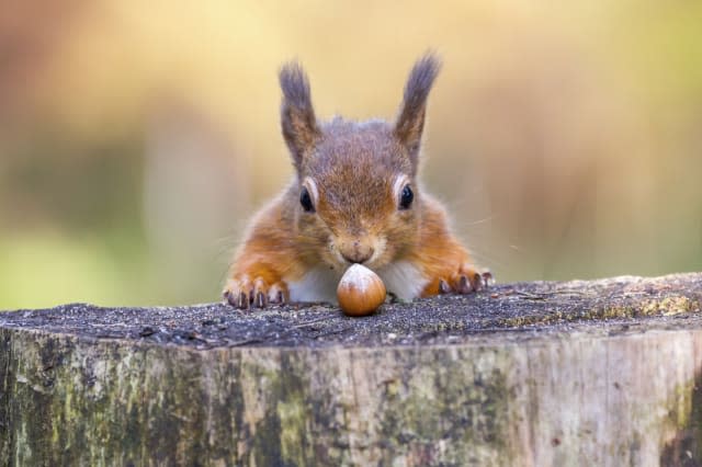 Red Squirrel Week 2015 - how can you help?