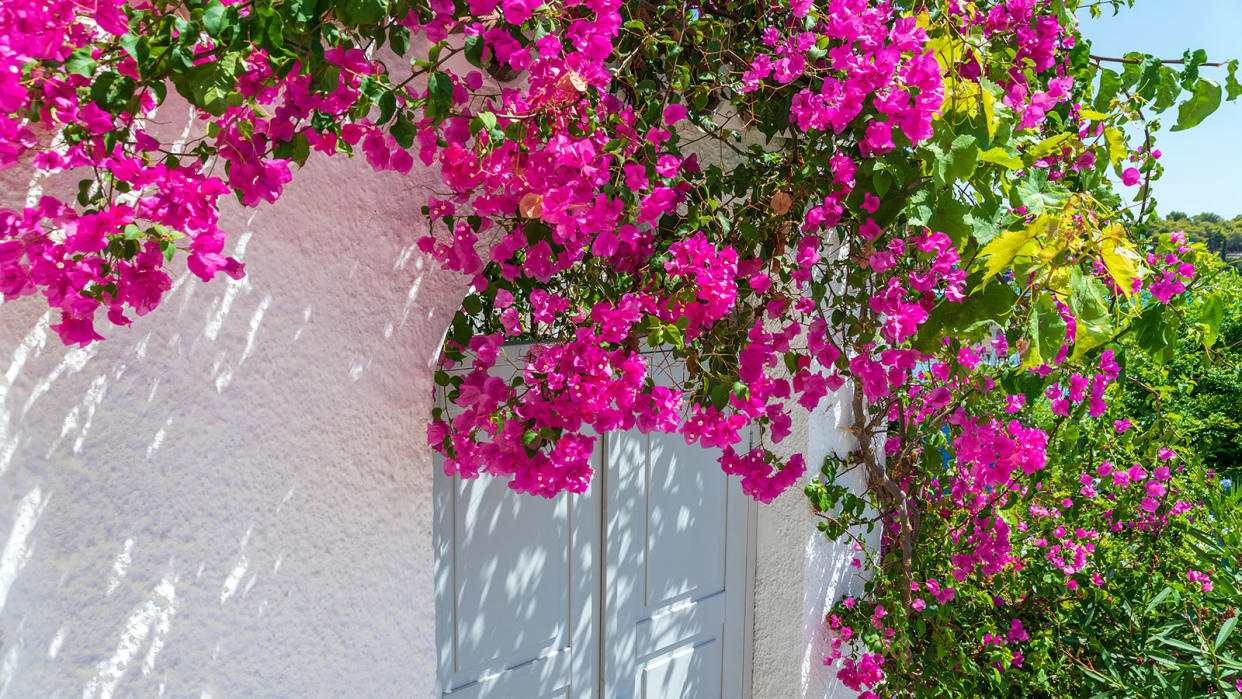  pink flowering bougainvillea growing over a doorway 