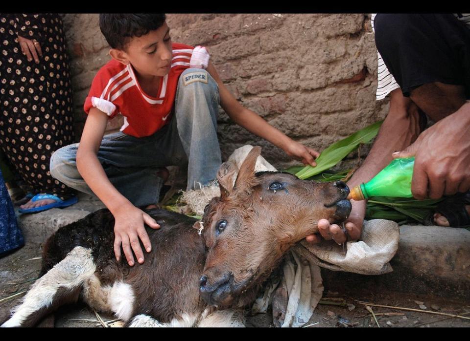 Egyptian farmers feed a two-headed calf, which can't stand on its own legs because it is top heavy, at a village near Alexandria, Egypt. 