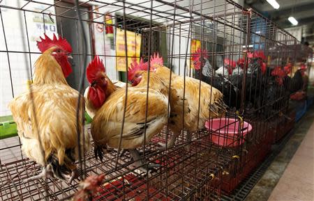 Chickens sit inside cages after a New Taipei City Department of Environmental Protection worker sprayed sterilising anti-H7N9 virus disinfectant around chicken stalls in a market in New Taipei City, in this April 8, 2013 file photo. REUTERS/Pichi Chuang/Files